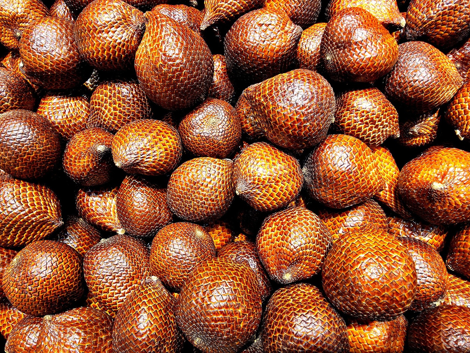 Fresh Salak / Snake Fruit