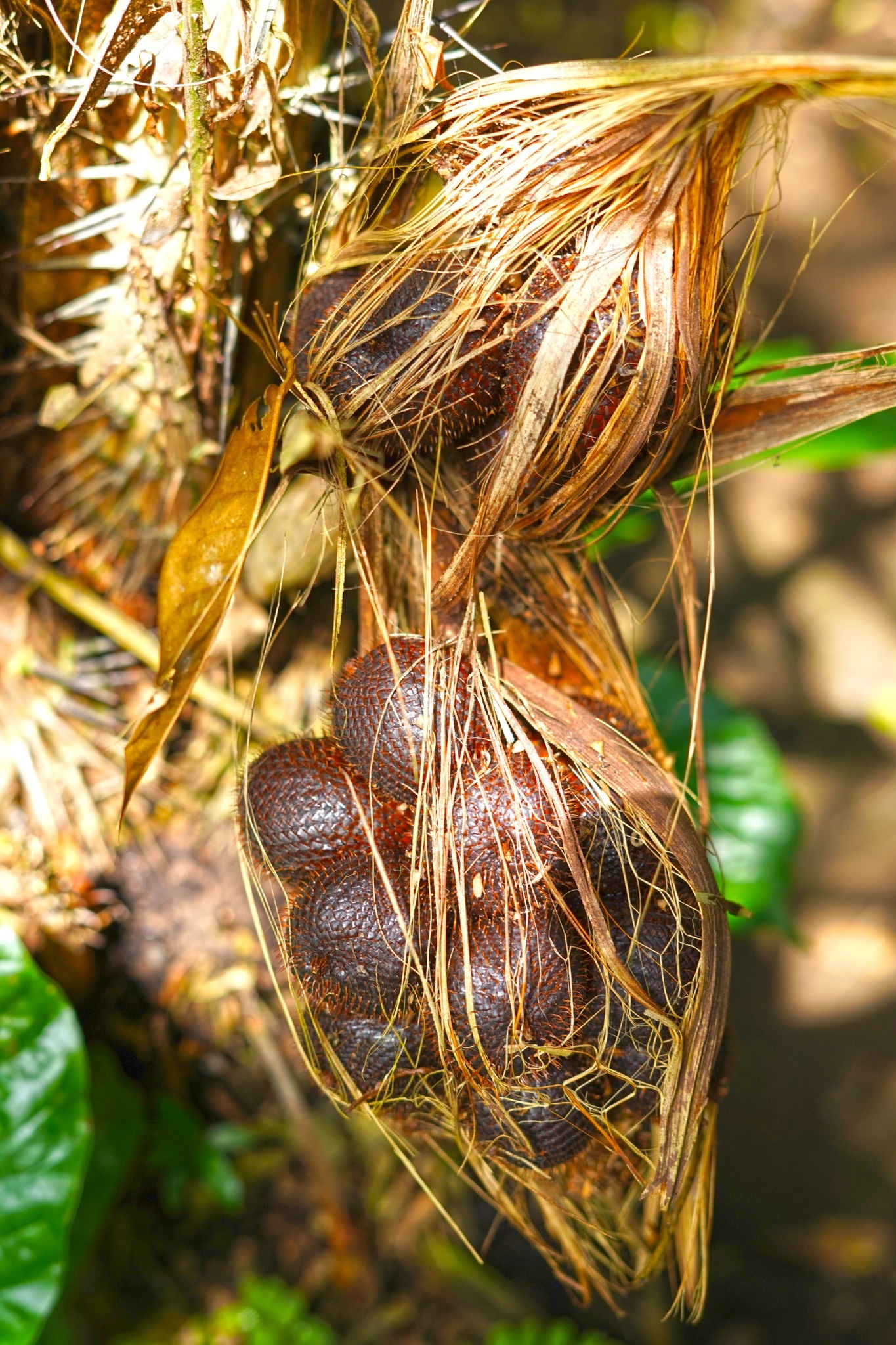 Fresh salak pair